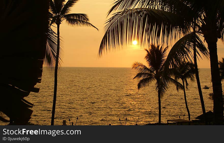 Sunset, Palm Tree, Arecales, Sunrise