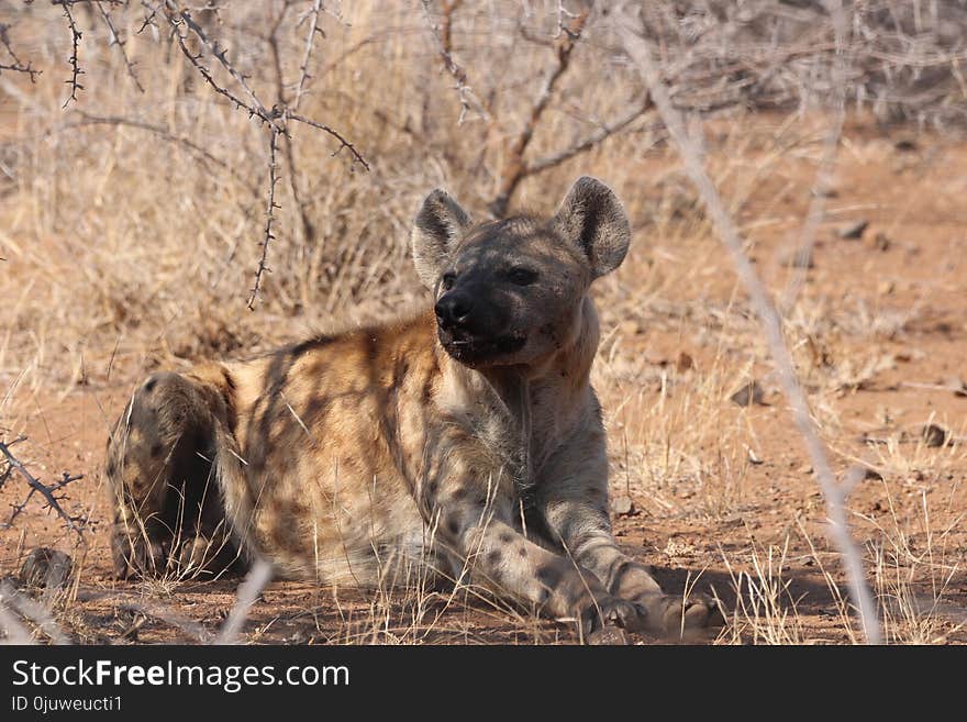 Hyena, Wildlife, Mammal, Lycaon Pictus