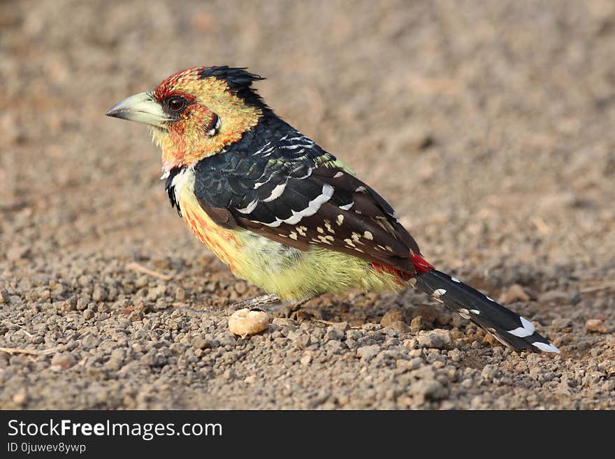 Bird, Fauna, Beak, Finch