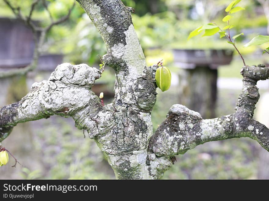 Branch, Tree, Plant, Leaf