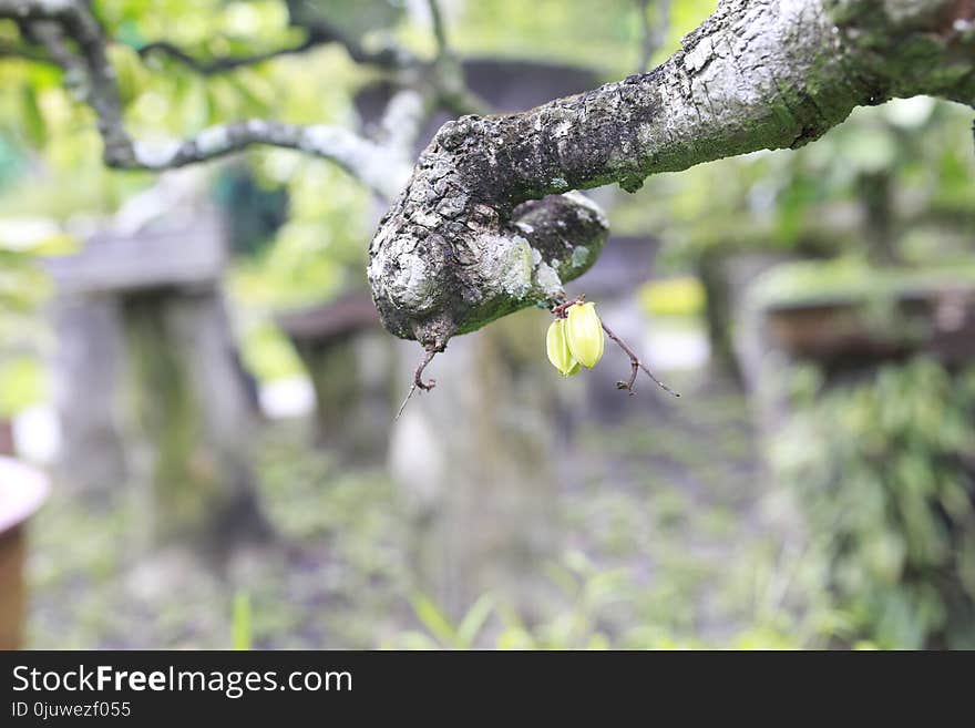 Branch, Tree, Leaf, Flora