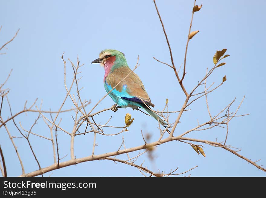 Bird, Fauna, Roller, Beak