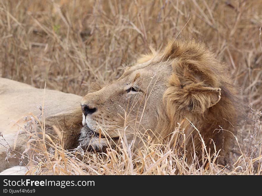 Wildlife, Lion, Terrestrial Animal, Masai Lion