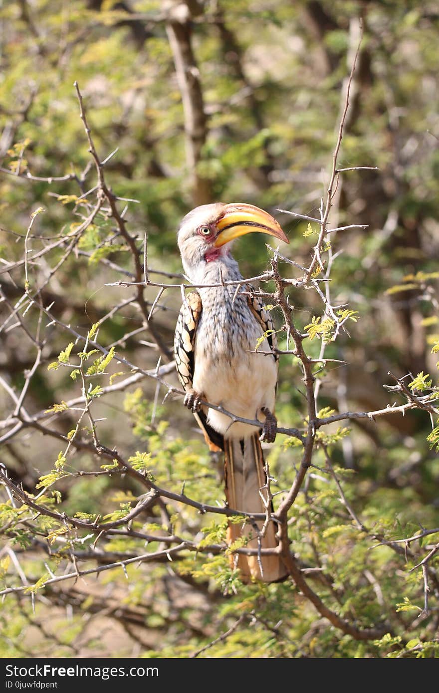 Bird, Beak, Fauna, Ecosystem