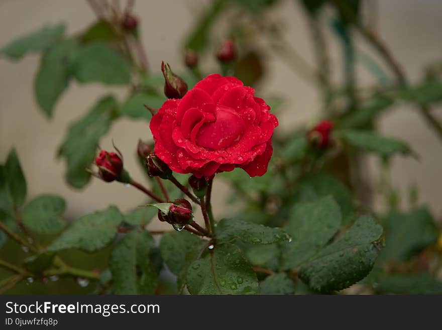 Flower, Rose Family, Rose, Flowering Plant