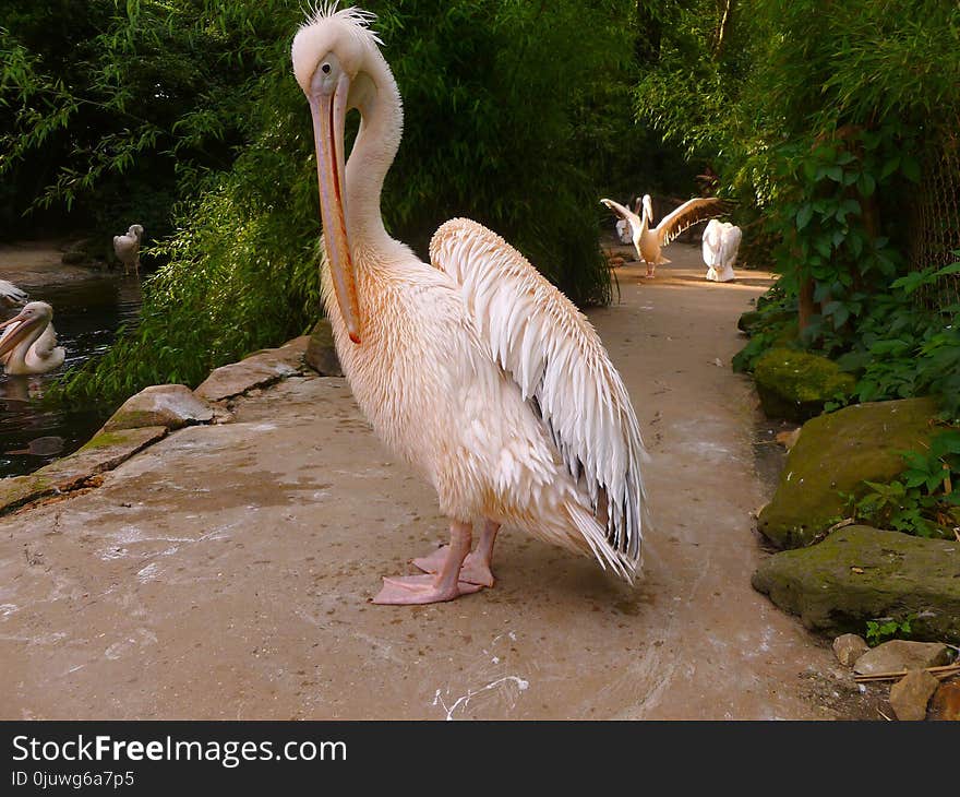 Pelican, Fauna, Beak, Seabird