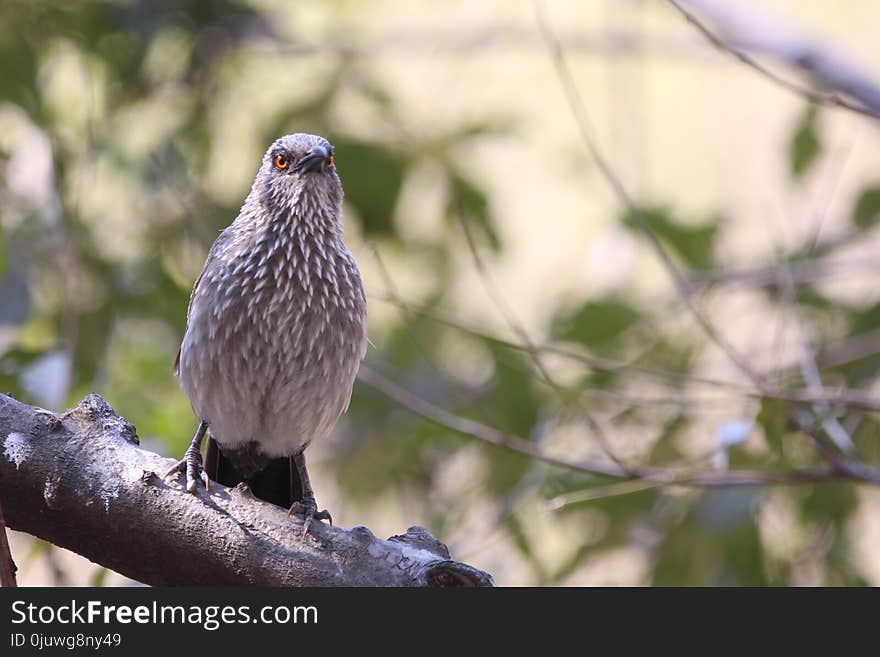 Bird, Fauna, Beak, Hawk