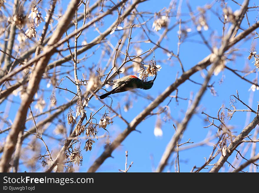 Branch, Fauna, Bird, Tree