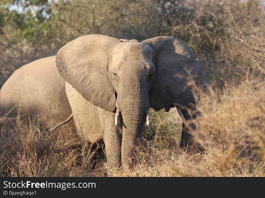 Elephant, Elephants And Mammoths, Wildlife, Terrestrial Animal