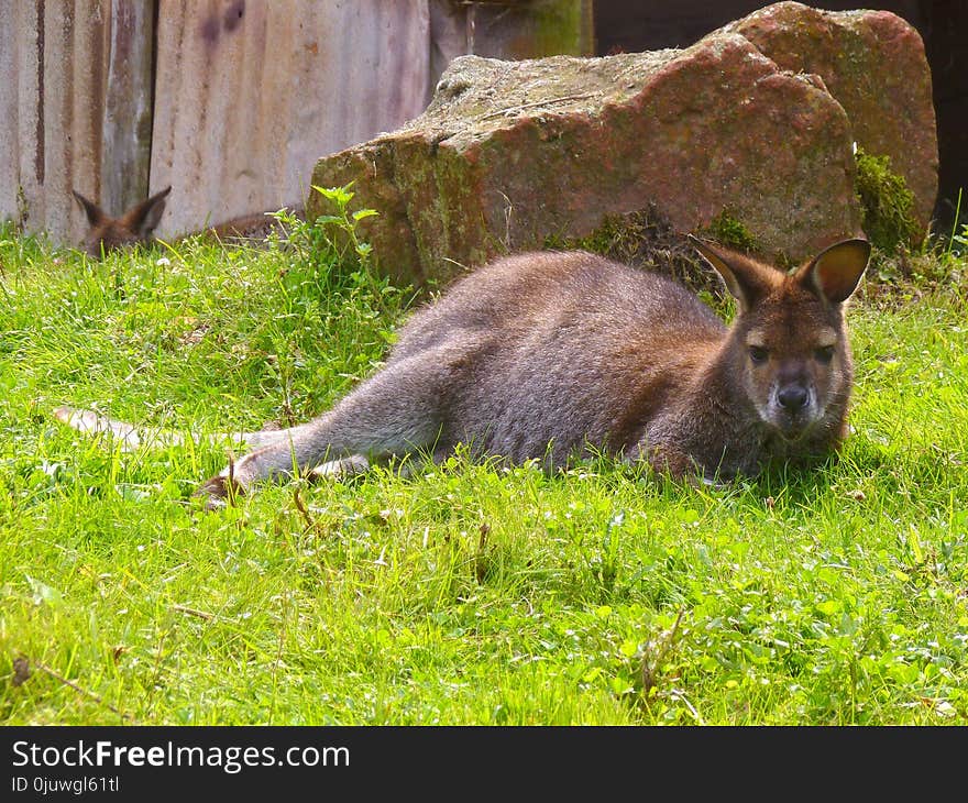 Wallaby, Macropodidae, Fauna, Mammal