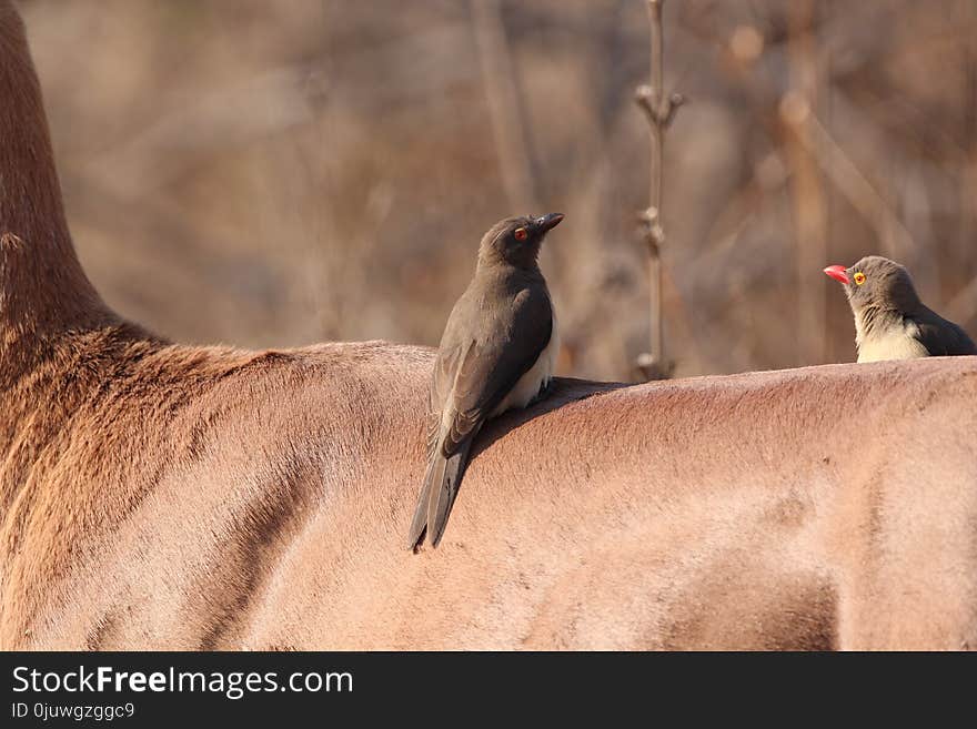 Fauna, Bird, Ecosystem, Beak