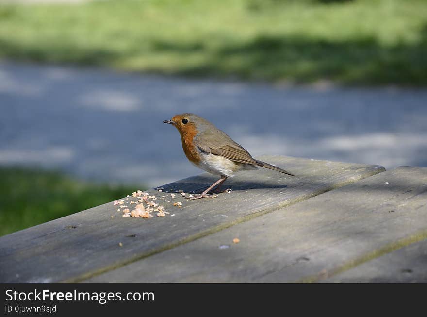 Bird, Fauna, Beak, European Robin