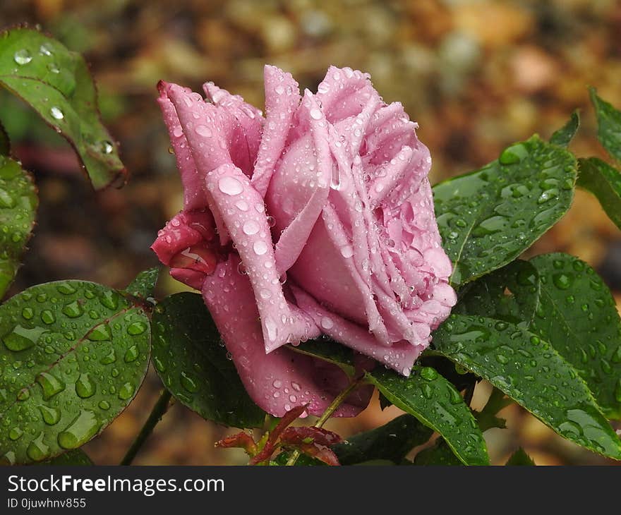 Flower, Rose Family, Rose, Flora