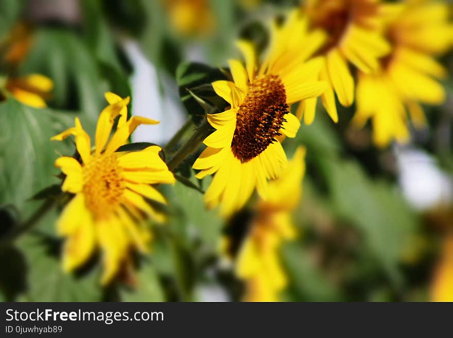 Flower, Yellow, Flora, Wildflower