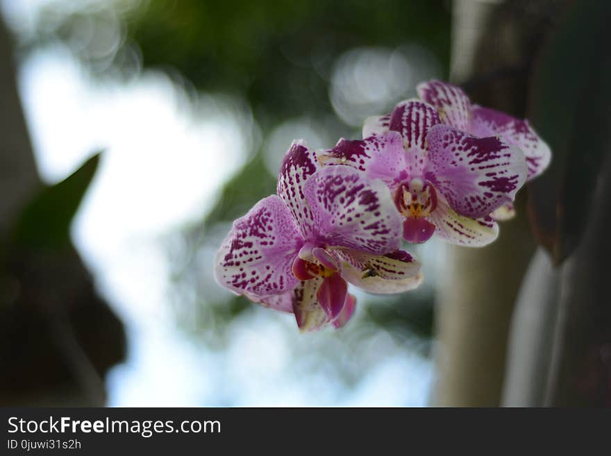 Flower, Flowering Plant, Flora, Plant