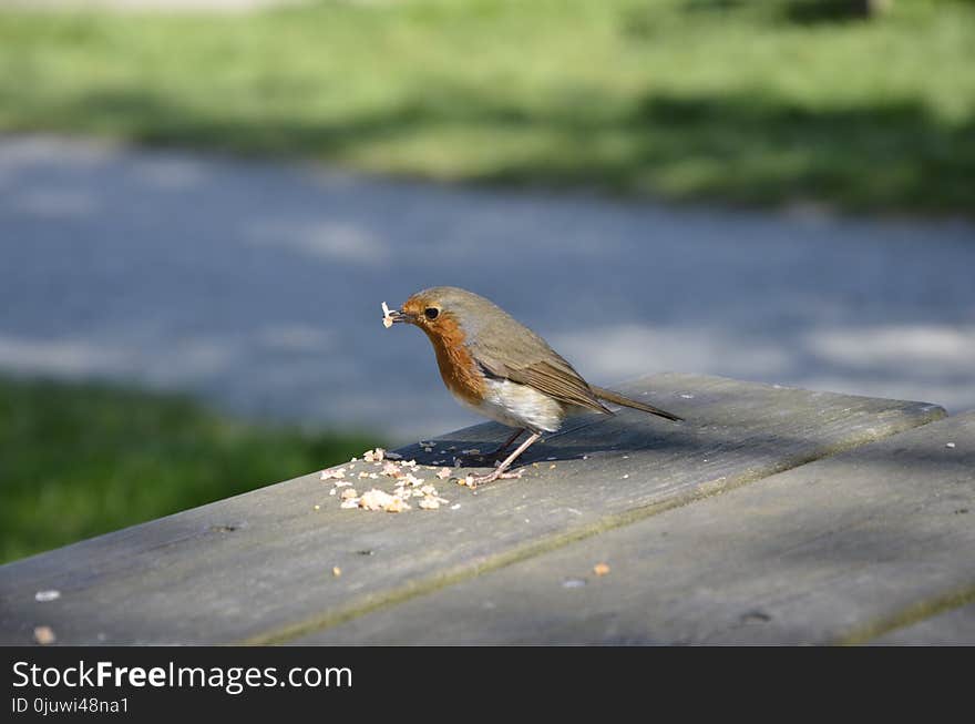 Bird, Beak, Fauna, European Robin