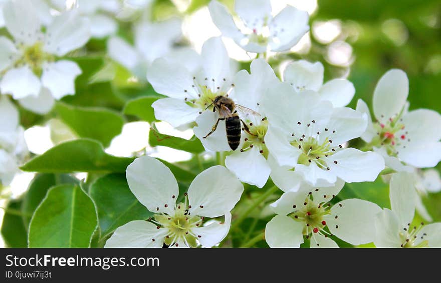 Blossom, Bee, Flower, Spring