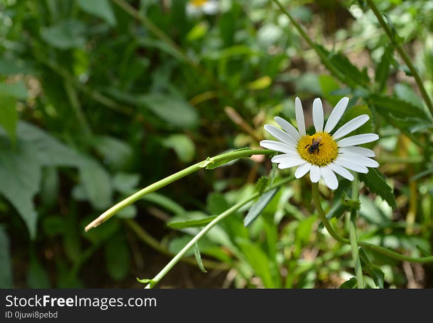 Flower, Flora, Plant, Oxeye Daisy