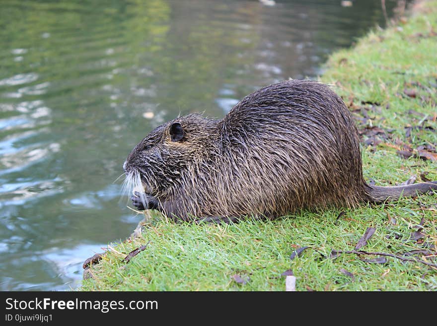 Beaver, Fauna, Mammal, Otter