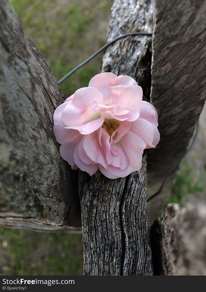 Flower, Pink, Flora, Plant