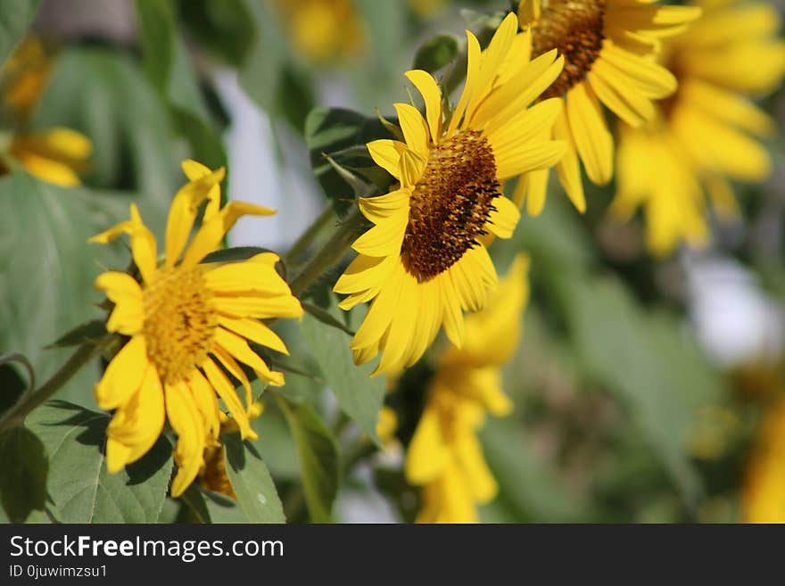 Flower, Yellow, Pollen, Nectar