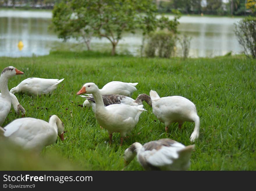 Duck, Water Bird, Bird, Ducks Geese And Swans