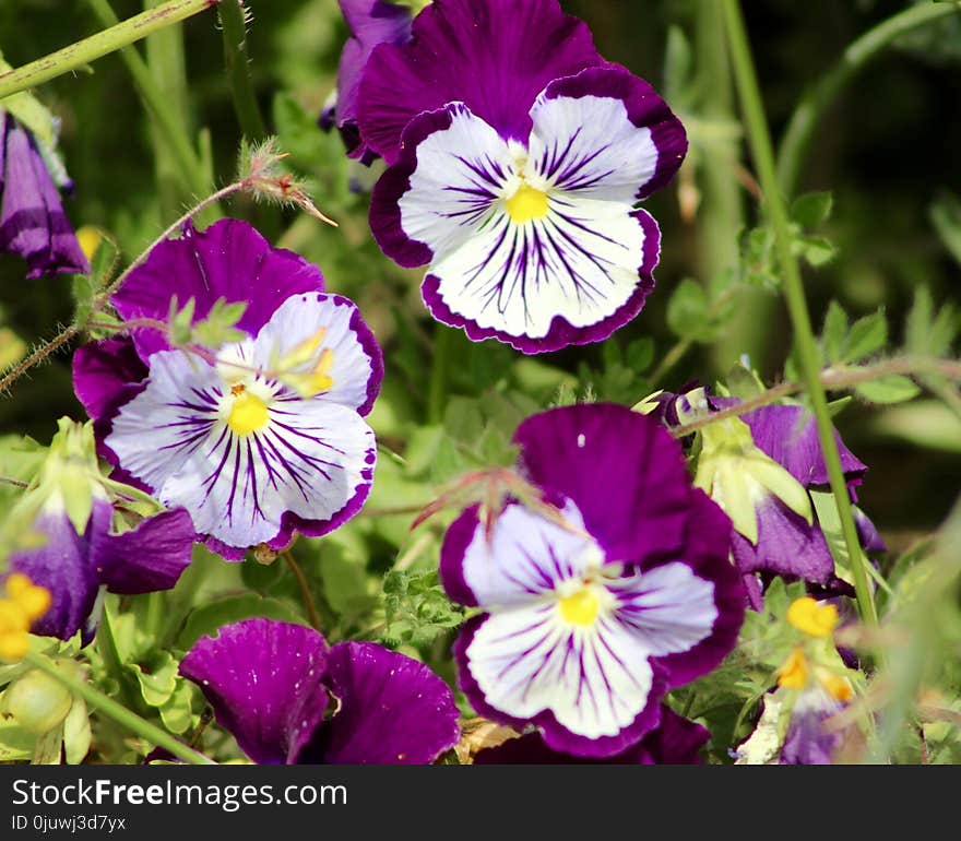 Flower, Plant, Flora, Purple