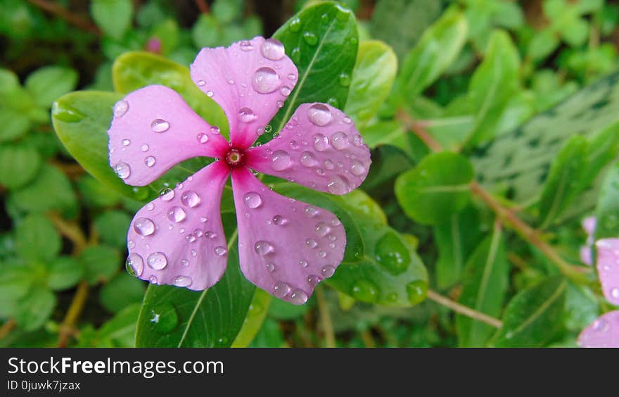 Flower, Flora, Plant, Flowering Plant