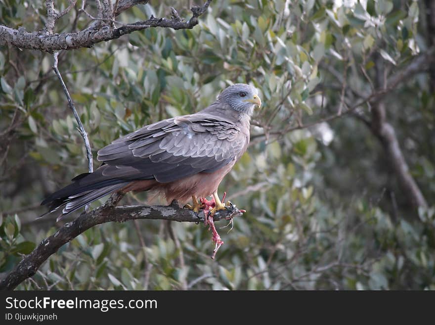 Bird, Fauna, Beak, Bird Of Prey