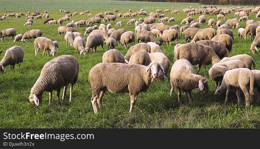 Herd, Grassland, Grazing, Pasture