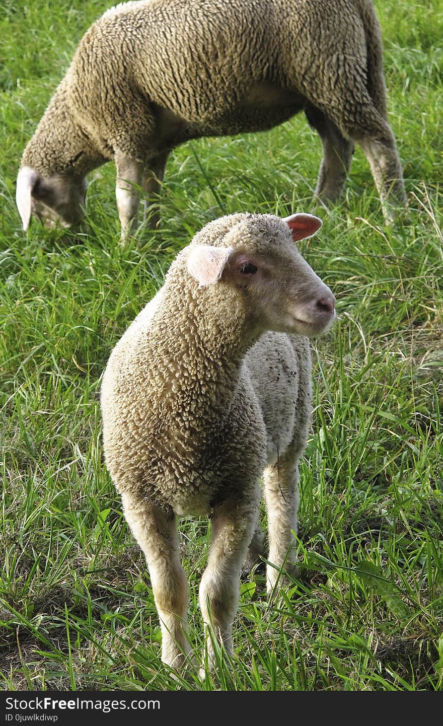 Sheep, Grazing, Grass, Pasture