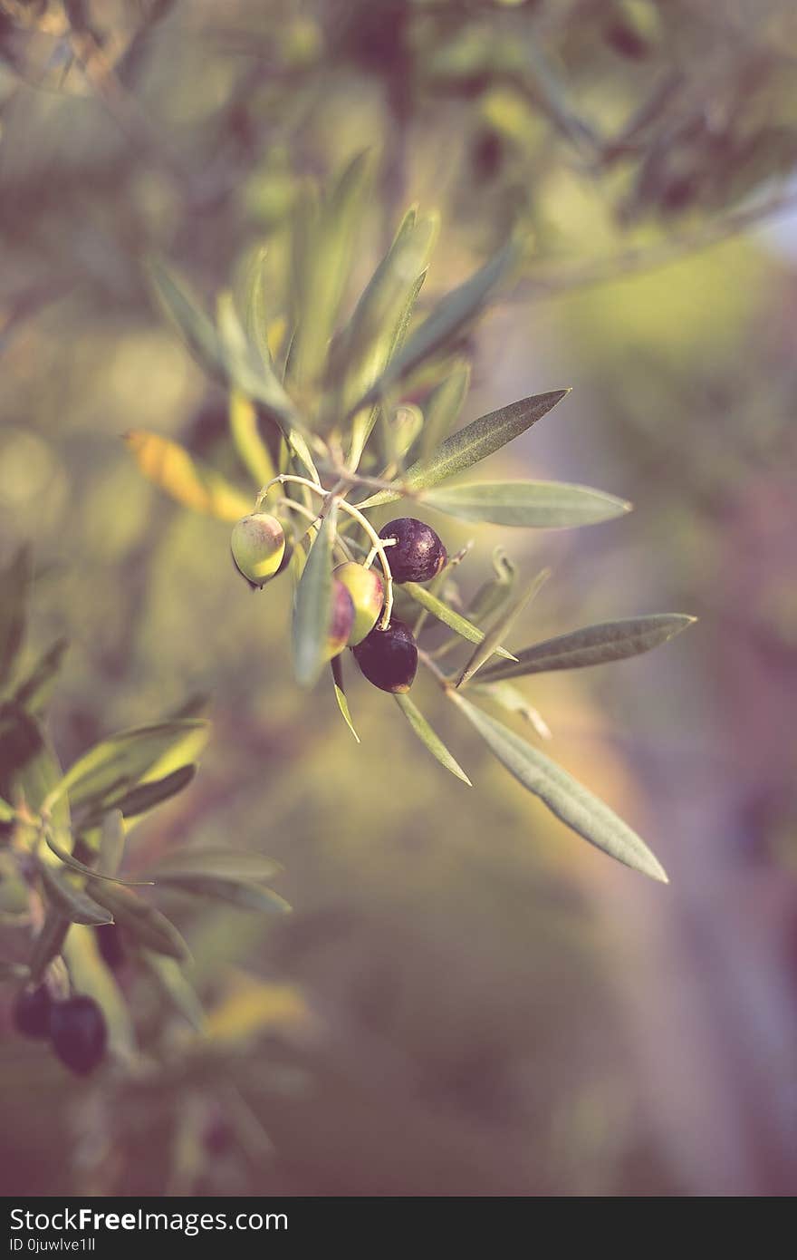 Flora, Plant, Flower, Macro Photography