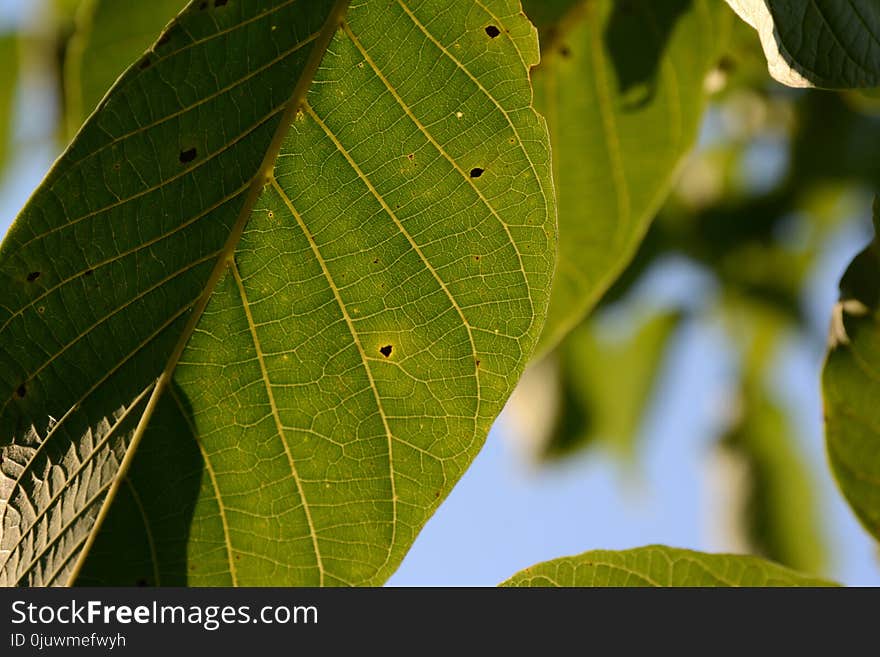 Leaf, Plant, Flora, Tree