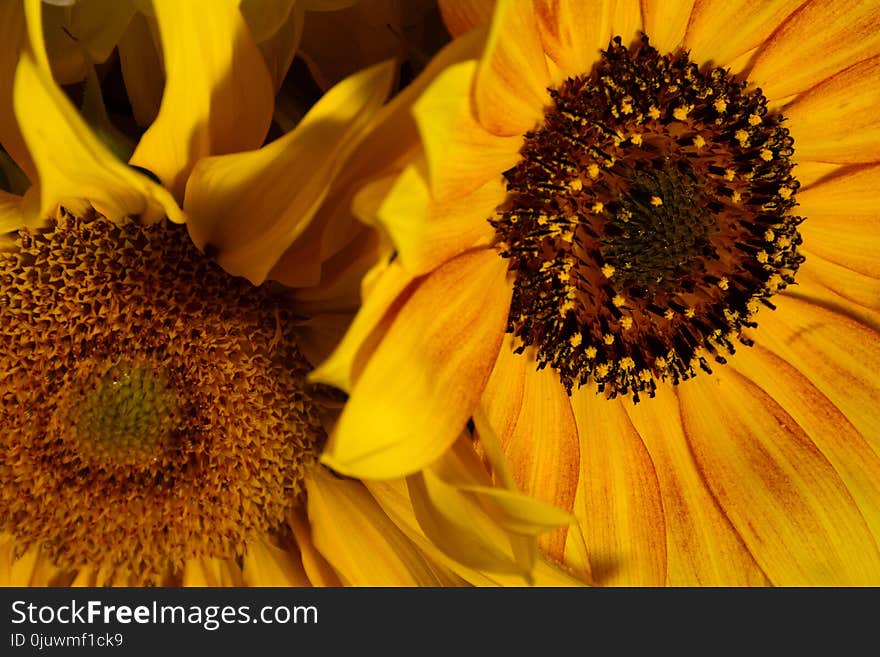 Flower, Sunflower, Yellow, Sunflower Seed