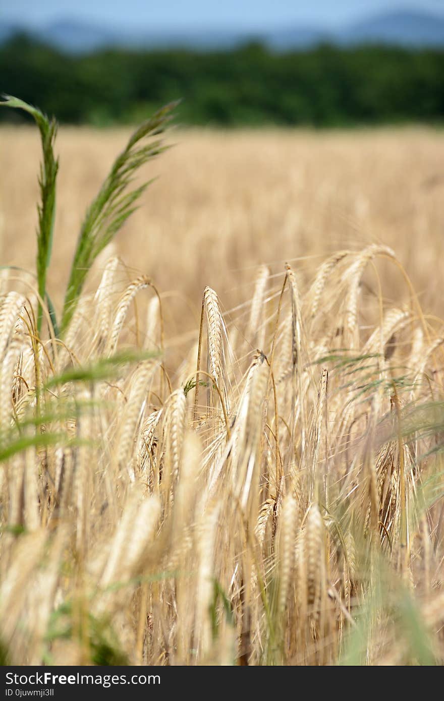 Crop, Food Grain, Rye, Wheat