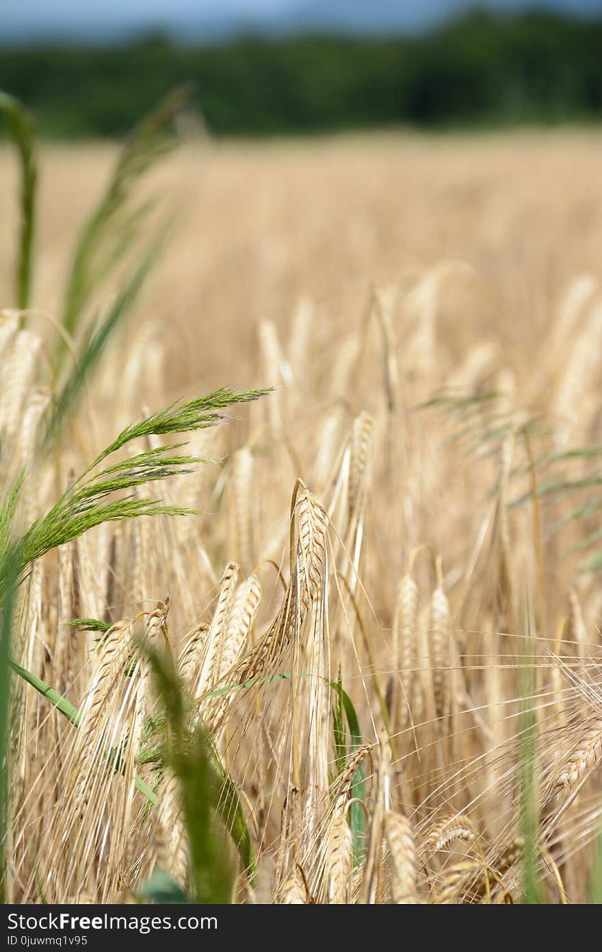 Food Grain, Wheat, Crop, Triticale