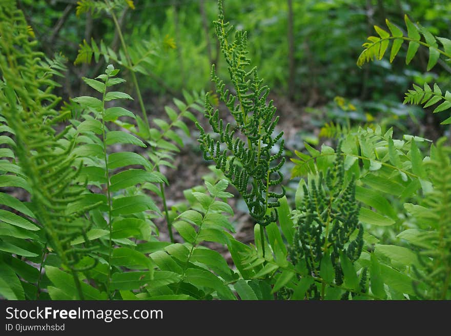 Plant, Vegetation, Ecosystem, Ferns And Horsetails