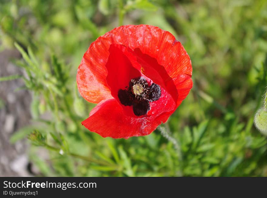 Flower, Wildflower, Coquelicot, Poppy