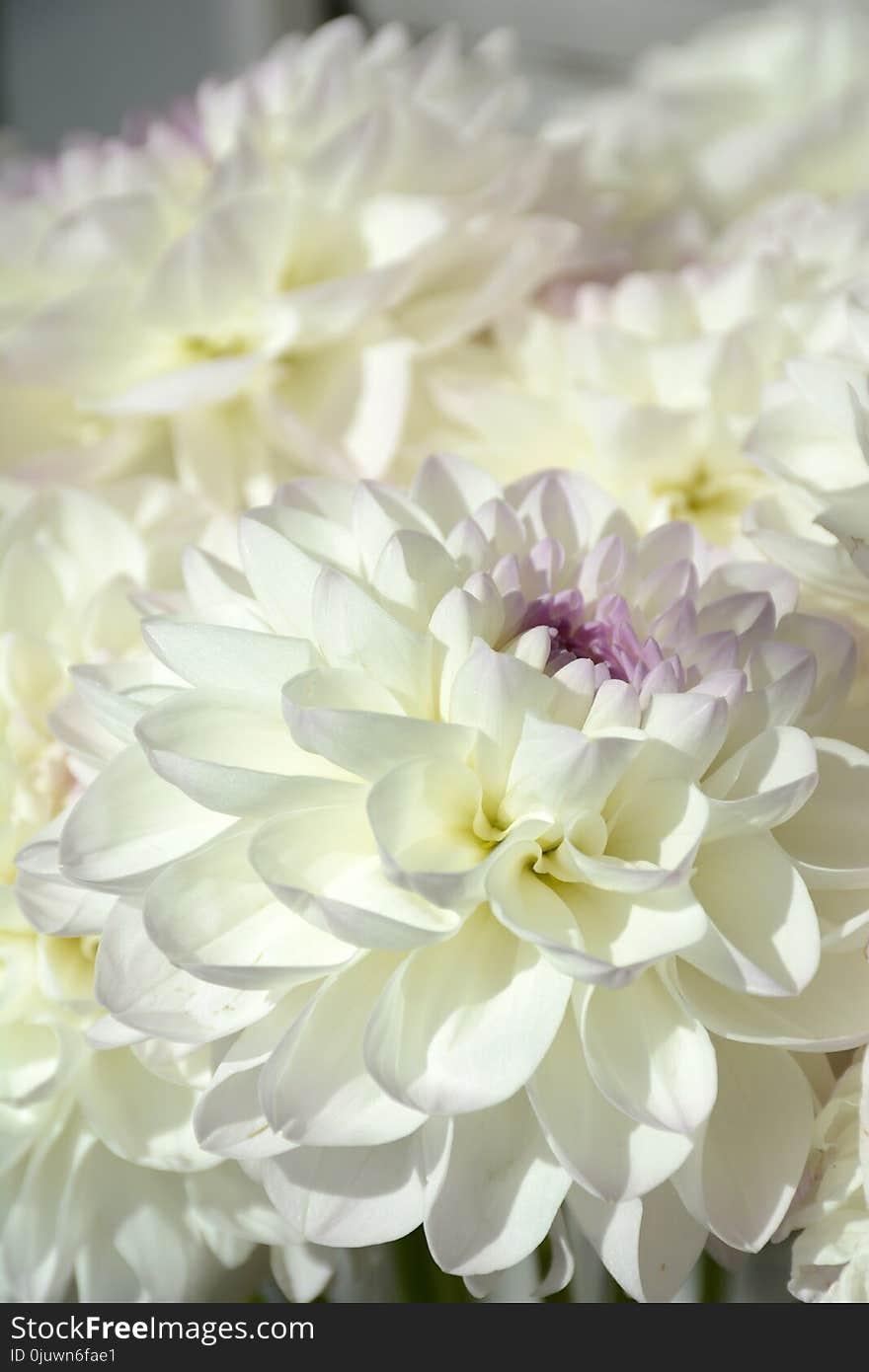 Flower, White, Flowering Plant, Floristry