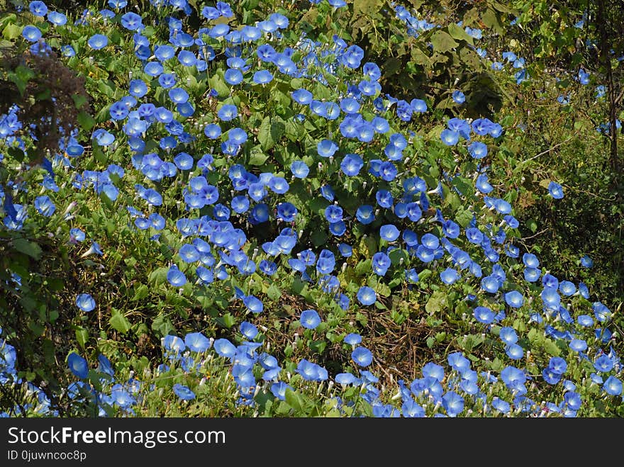 Flora, Plant, Flower, Spring