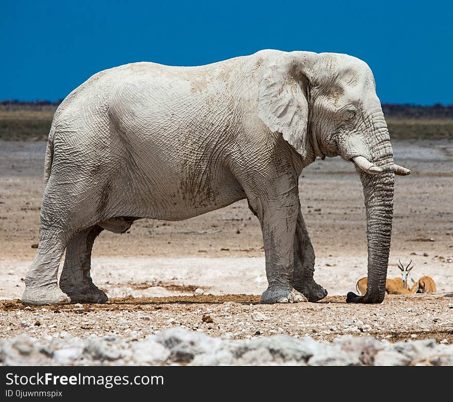 Elephant, Elephants And Mammoths, Terrestrial Animal, Indian Elephant