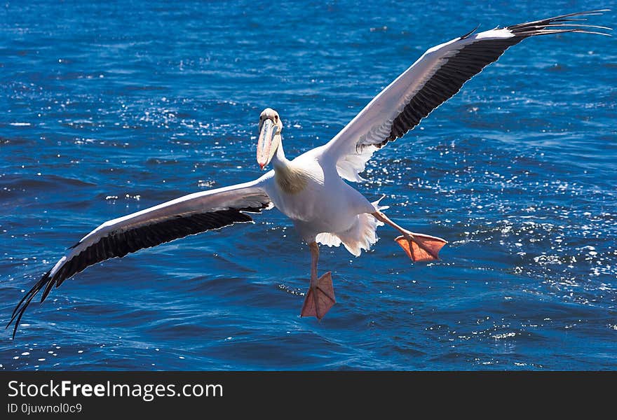 Bird, Seabird, Beak, Albatross