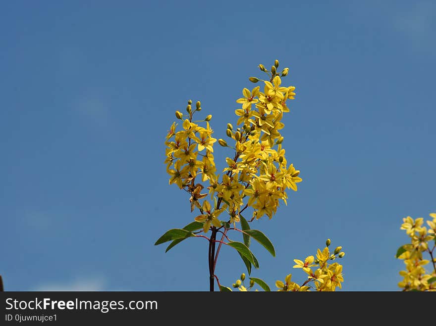 Sky, Yellow, Branch, Flora