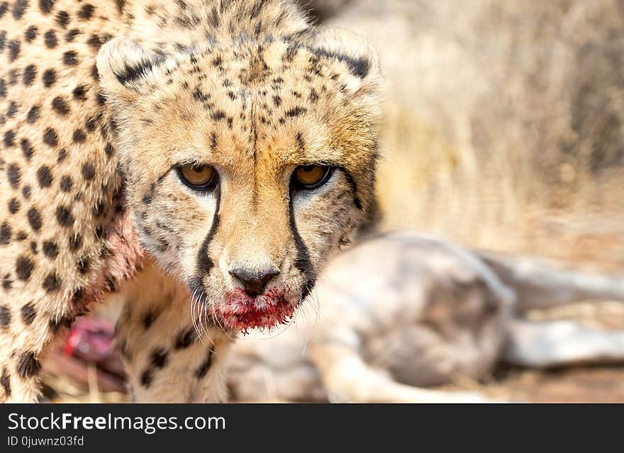 Cheetah, Wildlife, Terrestrial Animal, Mammal