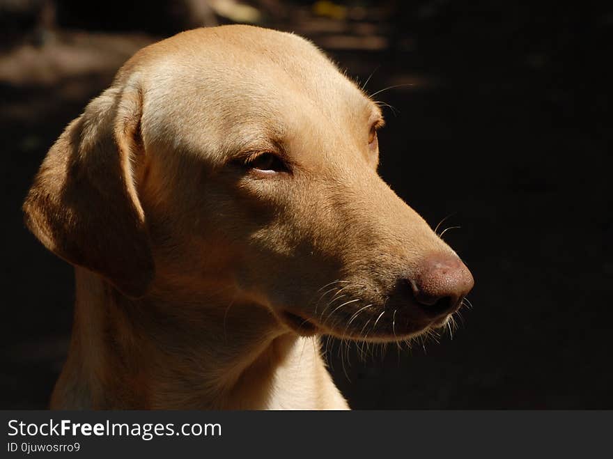 Dog, Dog Breed, Dog Like Mammal, Snout