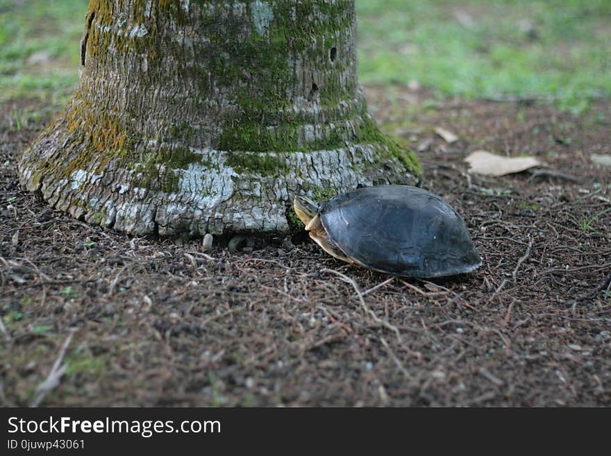 Emydidae, Turtle, Tortoise, Grass