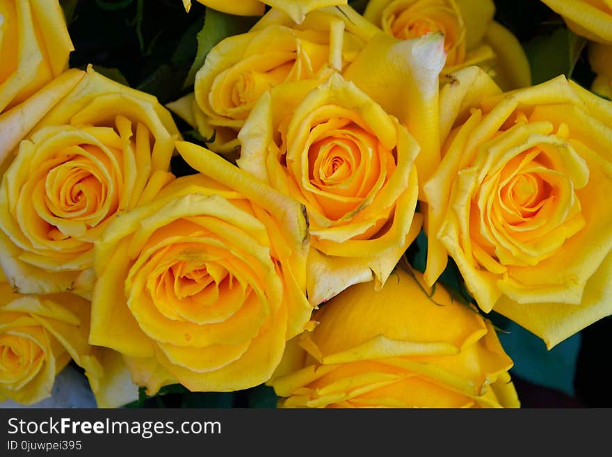 Rose, Flower, Yellow, Rose Family