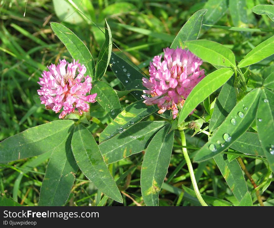 Plant, Flower, Flora, Trifolieae