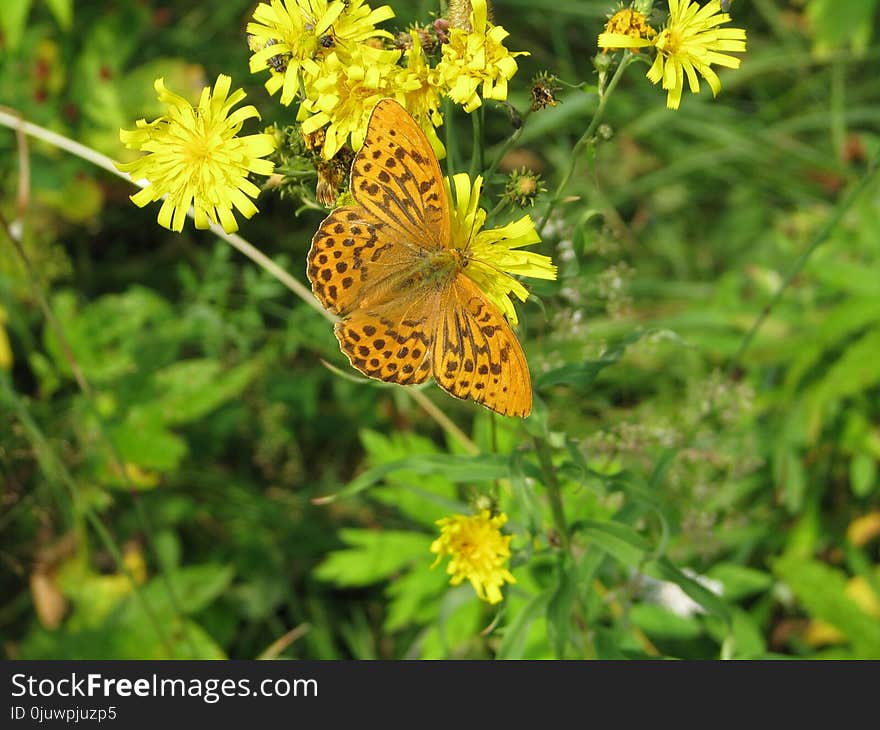 Flower, Butterfly, Moths And Butterflies, Brush Footed Butterfly