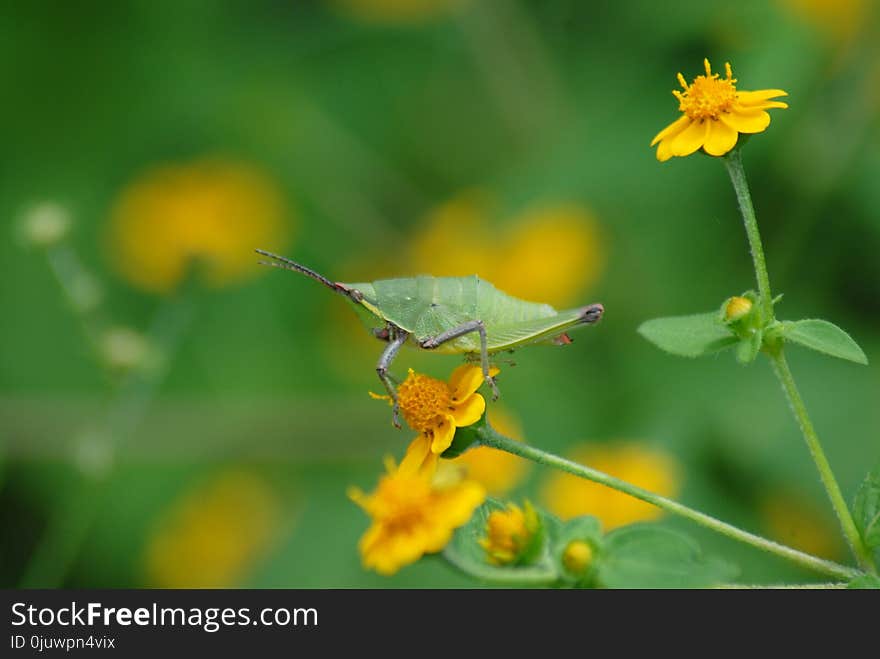 Insect, Flower, Yellow, Nectar